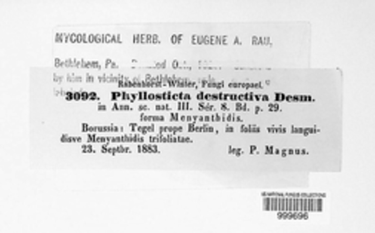 Phyllosticta destructiva image